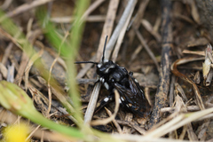 Melecta curvispina