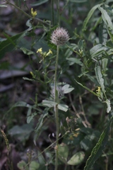 Trifolium albopurpureum