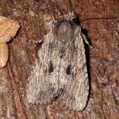 Lithophane hemina