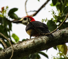 Melanerpes radiolatus