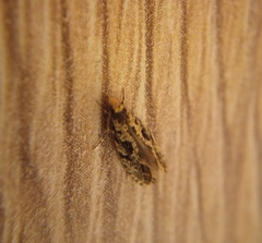 Nemapogon granella
