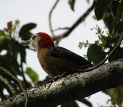 Melanerpes radiolatus