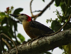 Melanerpes radiolatus