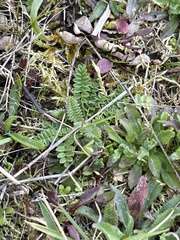 Ornithopus perpusillus