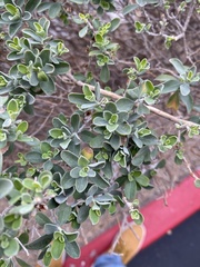Leucophyllum frutescens
