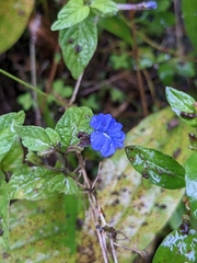 Browallia americana