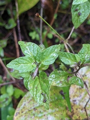Browallia americana
