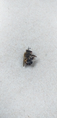 Apis mellifera