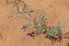 Astragalus ceramicus ceramicus