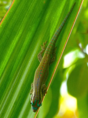 Phelsuma ornata