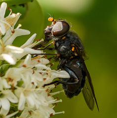 Helophilus hochstetteri