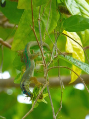 Phelsuma ornata