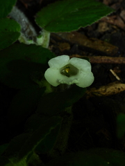 Chrysothemis adenosiphon