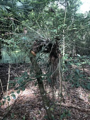 Tillandsia bartramii
