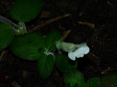 Chrysothemis adenosiphon