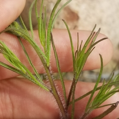 Cordylanthus rigidus setigerus