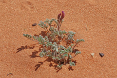 Astragalus striatiflorus