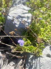 Ageratum maritimum