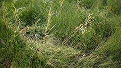 Sphenopholis intermedia