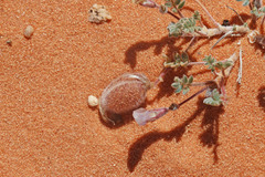 Astragalus striatiflorus