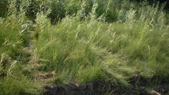 Sphenopholis intermedia