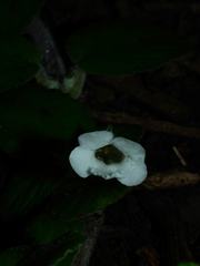 Chrysothemis adenosiphon