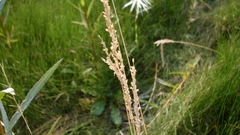 Sphenopholis intermedia