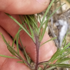 Cordylanthus rigidus setigerus