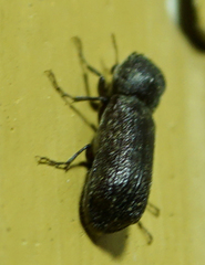 Prostephanus punctatus