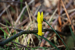 Narcissus cyclamineus