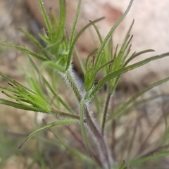 Cordylanthus rigidus setigerus