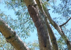 Synoeca cyanea
