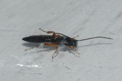 Metopiinae