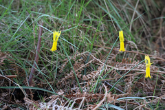 Narcissus cyclamineus