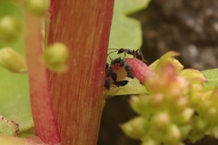 Aphis sedi