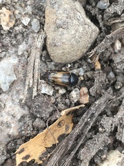 Chilothorax distinctus