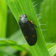 Cercopis septemmaculata