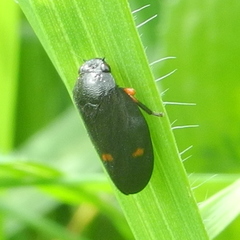 Cercopis septemmaculata