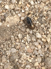 Chilothorax distinctus