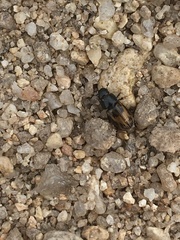 Chilothorax distinctus