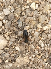 Chilothorax distinctus