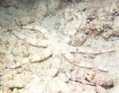 Luidia magnifica