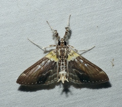 Apilocrocis