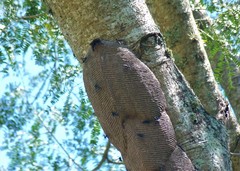 Synoeca cyanea