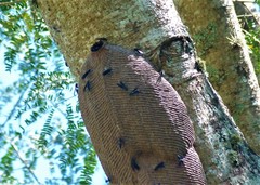 Synoeca cyanea