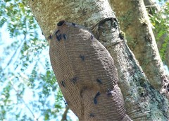 Synoeca cyanea