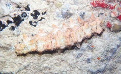 Stichopus