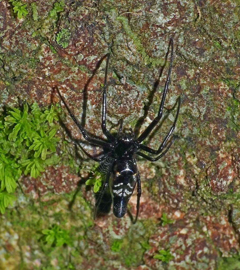 Leucauge caudata