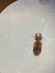 Salpingidae
