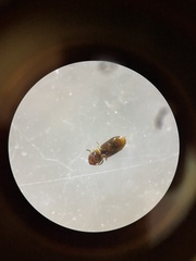 Salpingidae